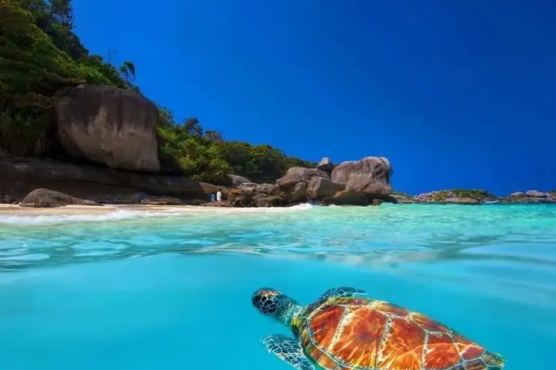 Similan adarı Katamaranda. Nisbətən gec çıxış, şəkil 1
