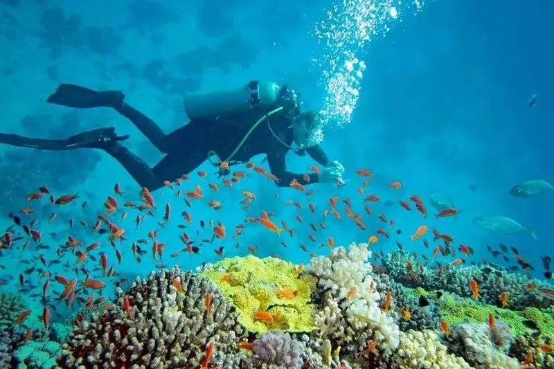 Diving, photo 1